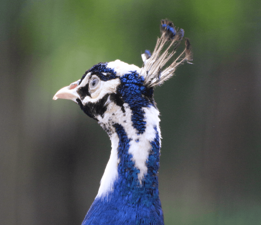 Paon aux plumes colorées